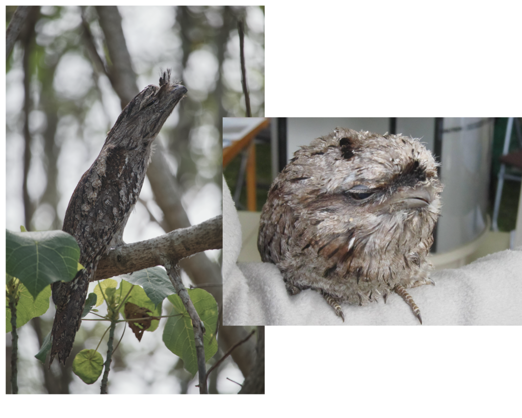 Extraordinary-Looking Birds