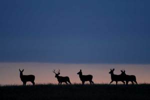 Bad Wildlife Management Practices That Taught Us Important Lessons