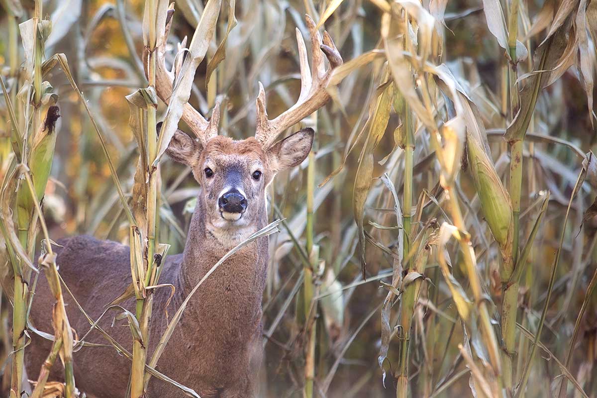 Best Late Season Food Plot Secrets to Thriving Wildlife in Winter.