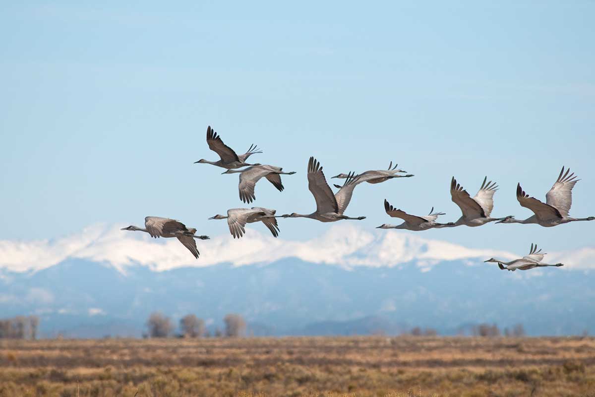 sandhill crane hunting states