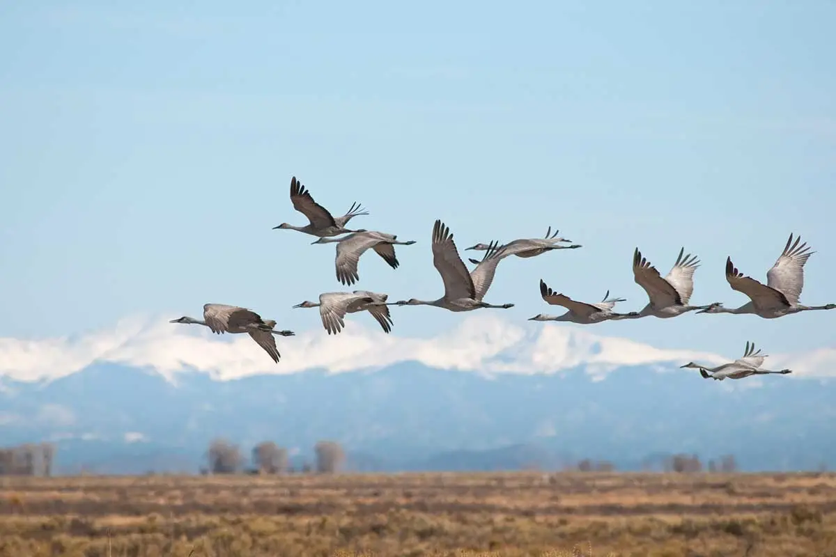 Sandhill Crane Hunting Identification, Gear, and Tactics Wide Open