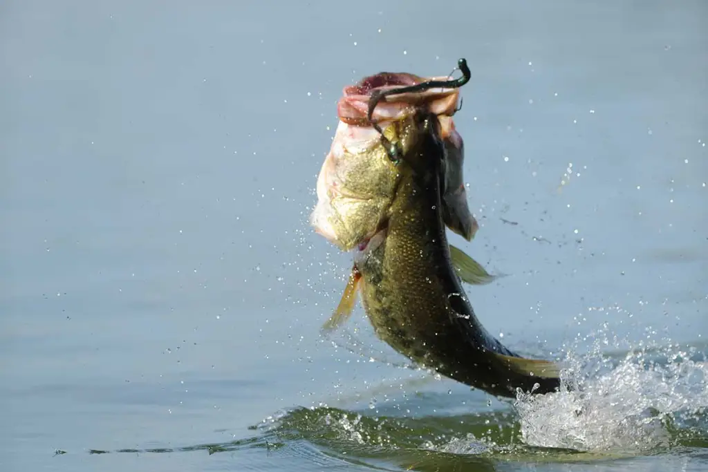 Largemouth Bass Striking A Soft Plastic Lure