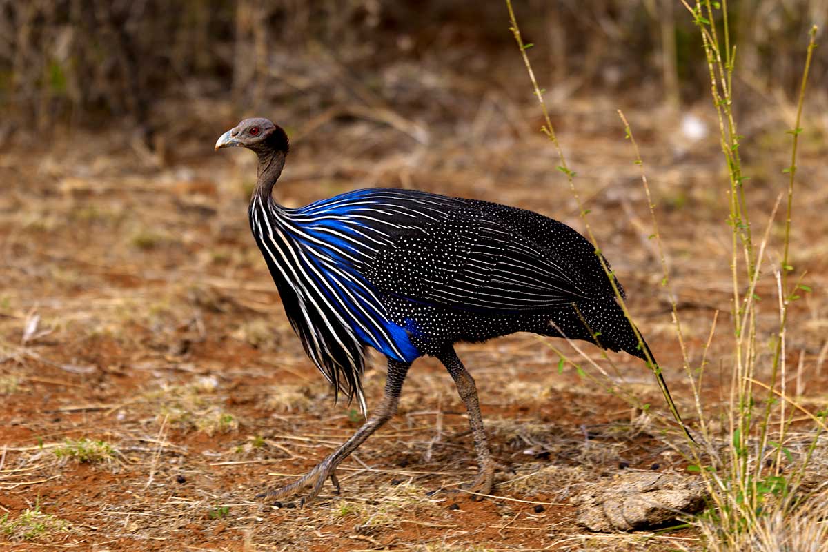 Extraordinary-Looking Birds