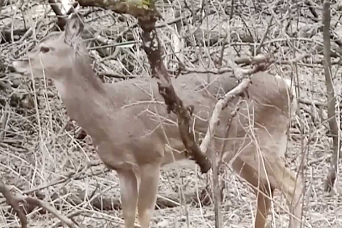 Deer With Arrow In Head