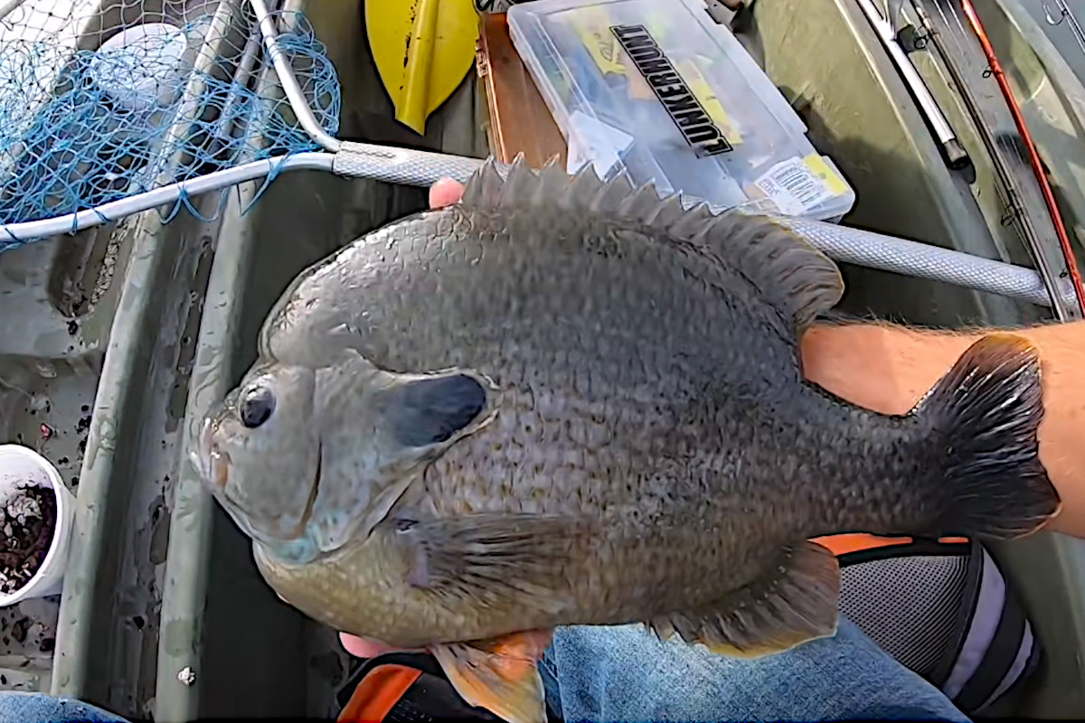 Angler Lands Giant Bluegill He Initially Thought Was a Bass
