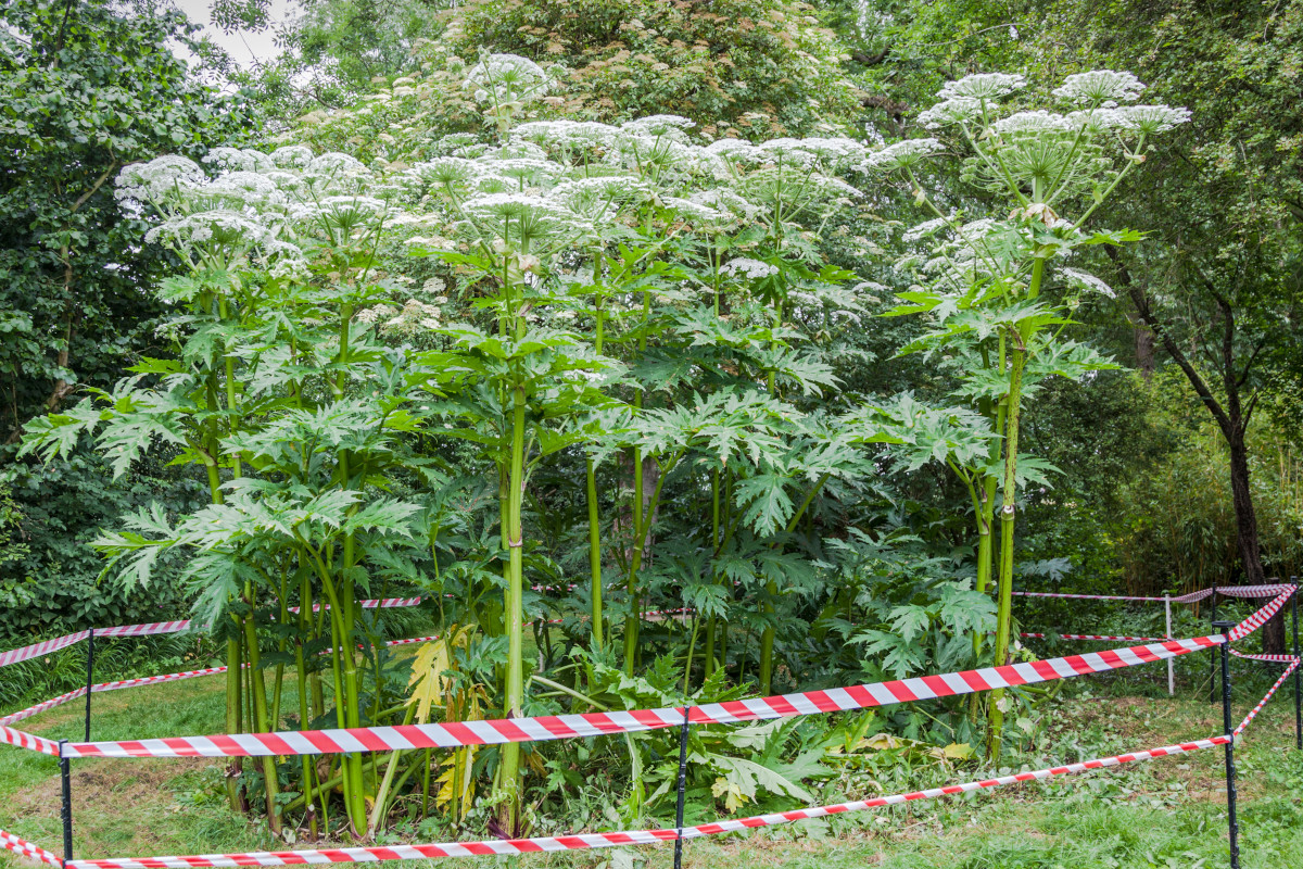 Giant Hogweed