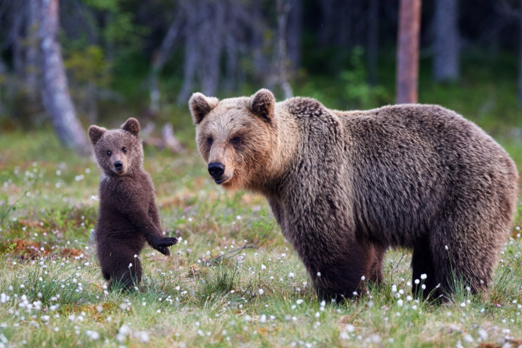 Grizzly Bear Poacher