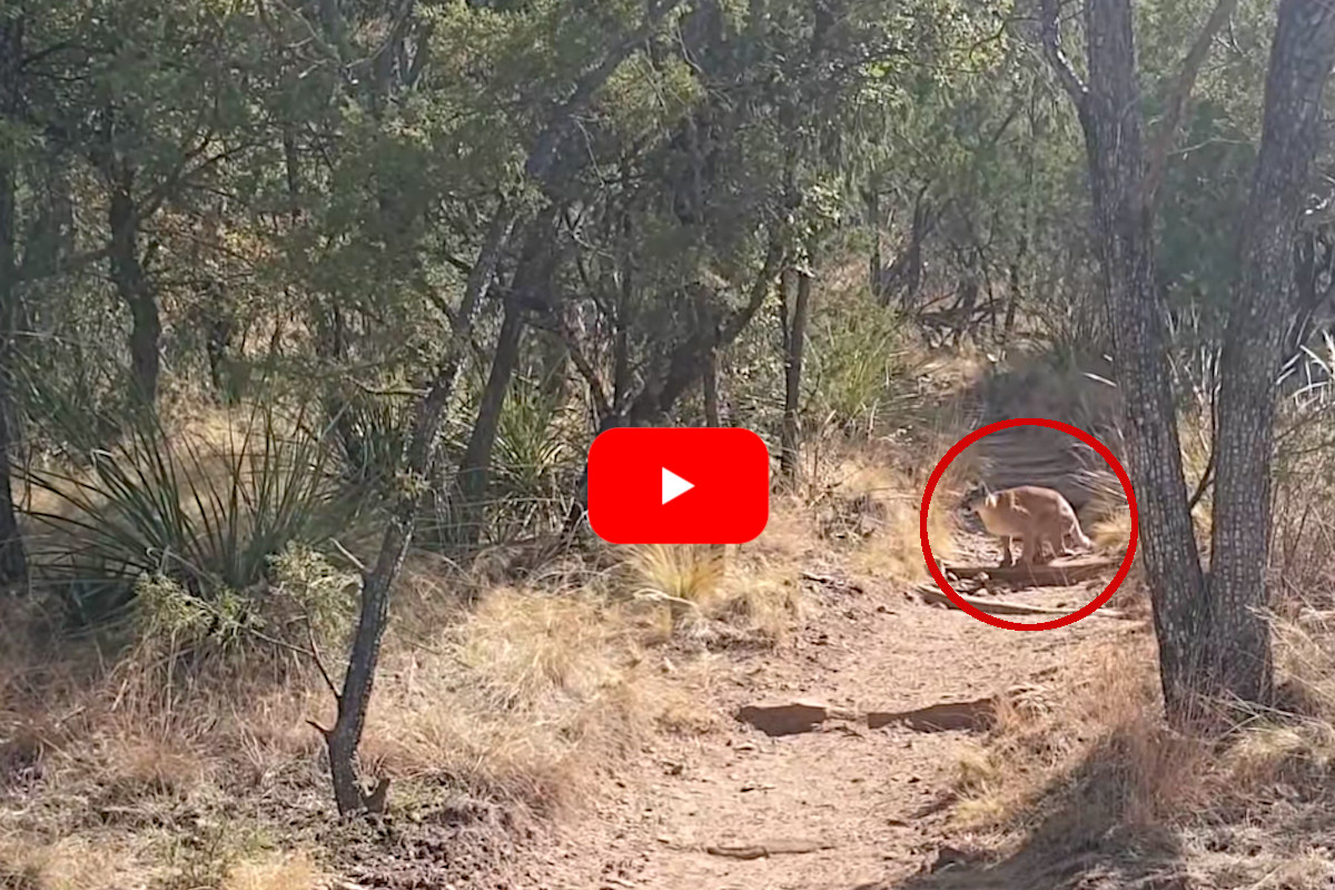 Hikers Mountain Lion