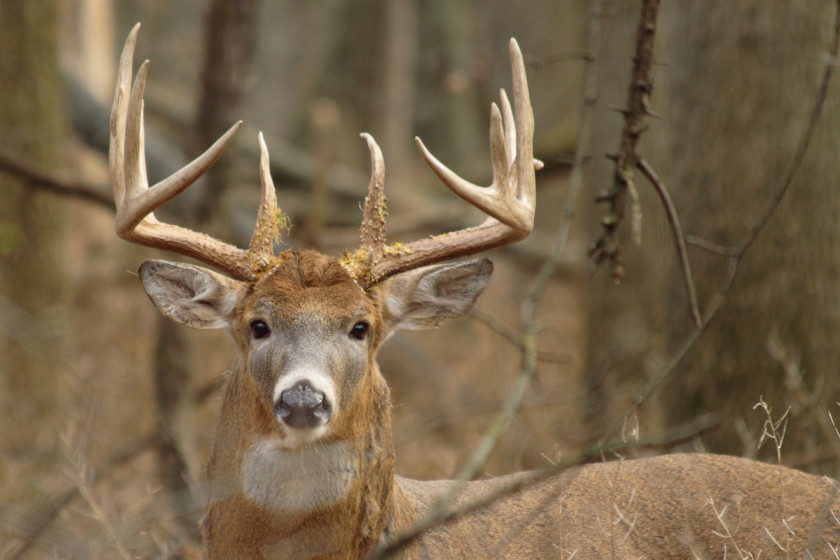 Hinge Cutting for Deer