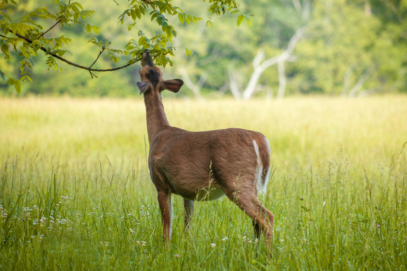 A deer feeding from a tree branch.