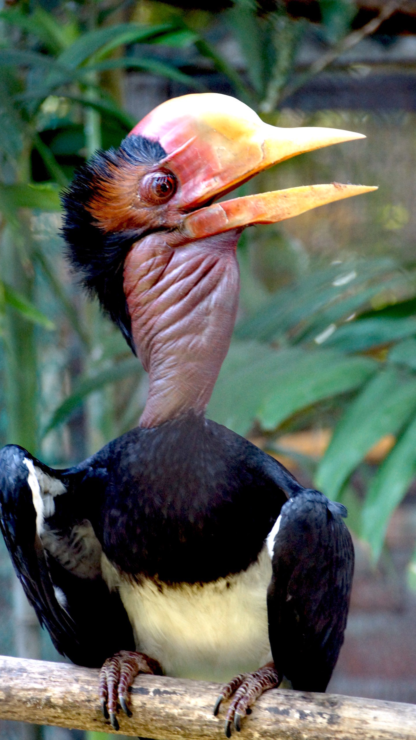 Extraordinary-Looking Birds