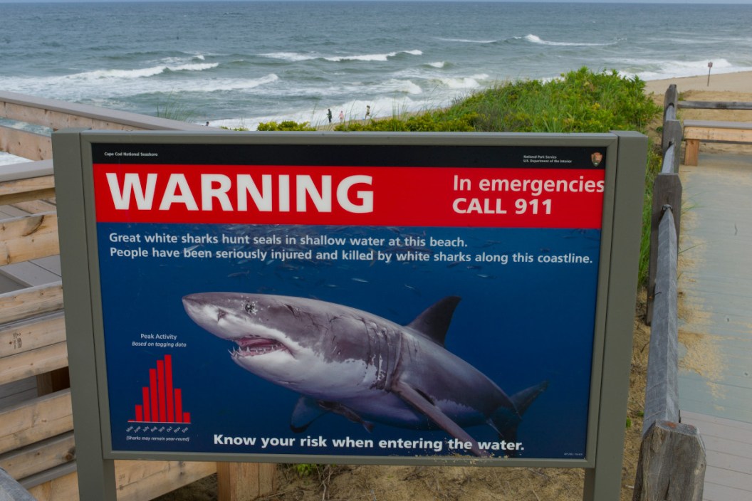 How to Survive a Shark Attack