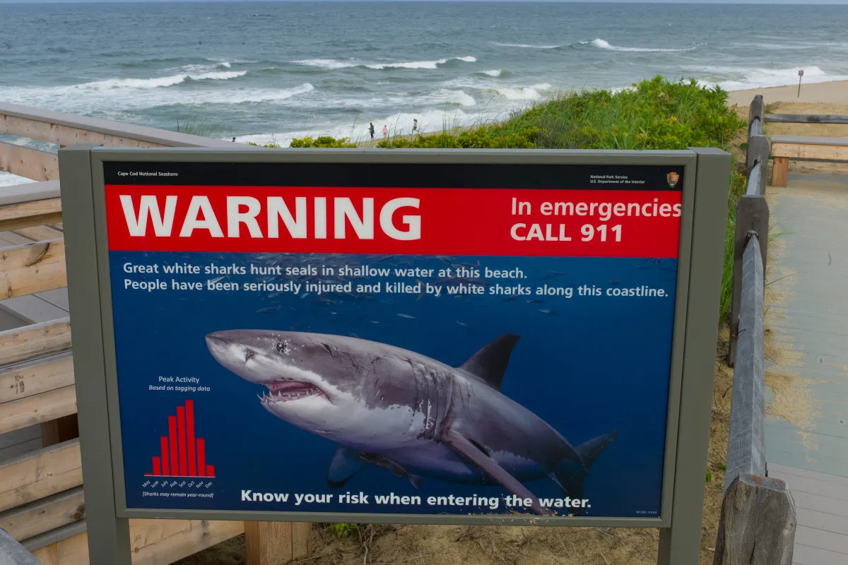 Beach Anglers Unexpectedly Catch 12-Foot Great White Shark Off