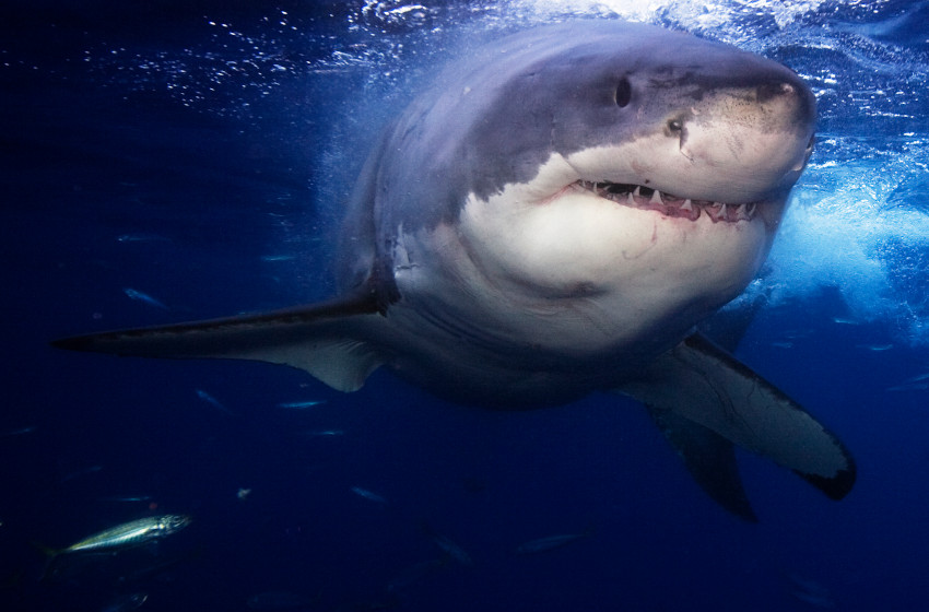 How to Survive a Shark Attack