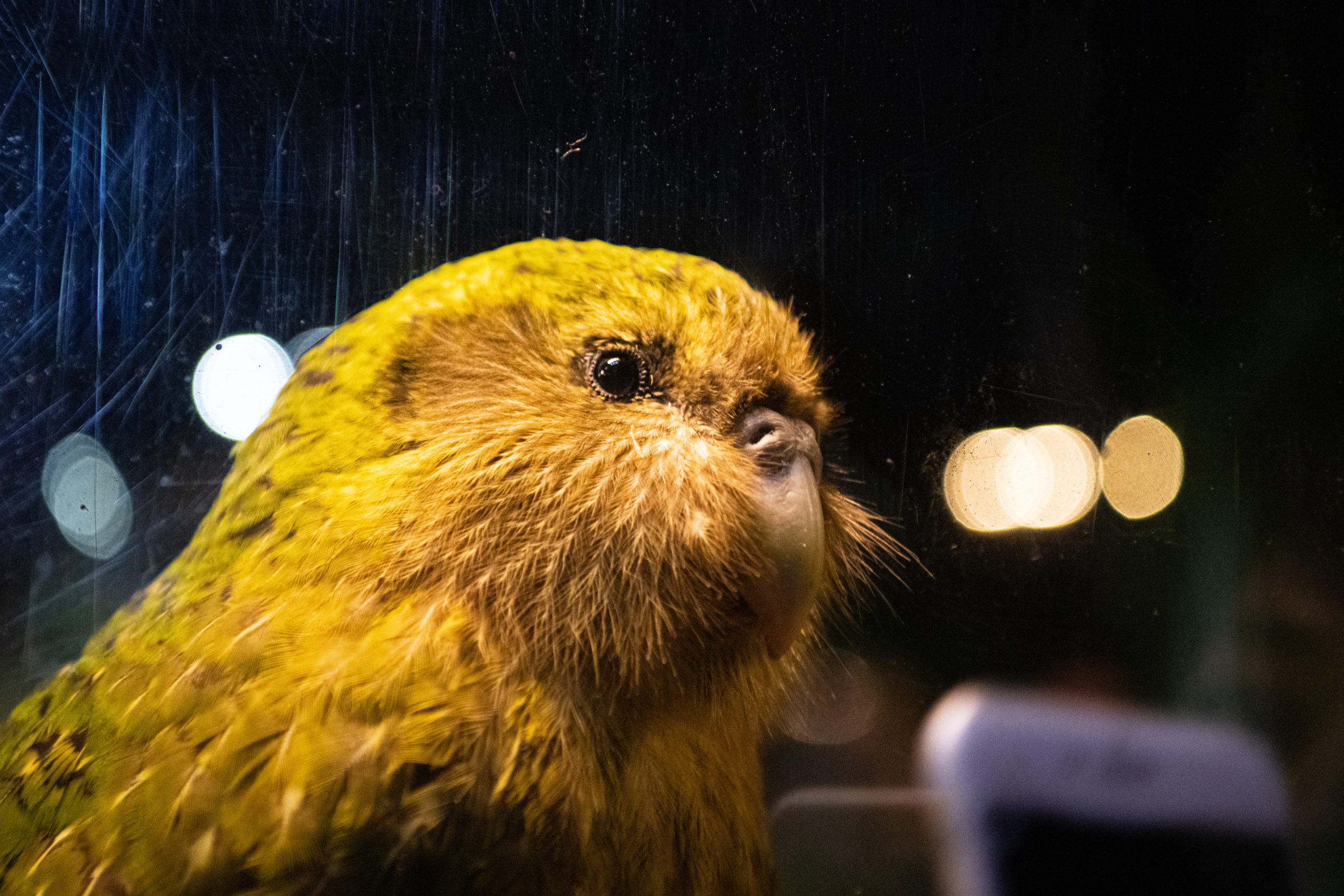 Extraordinary-Looking Birds