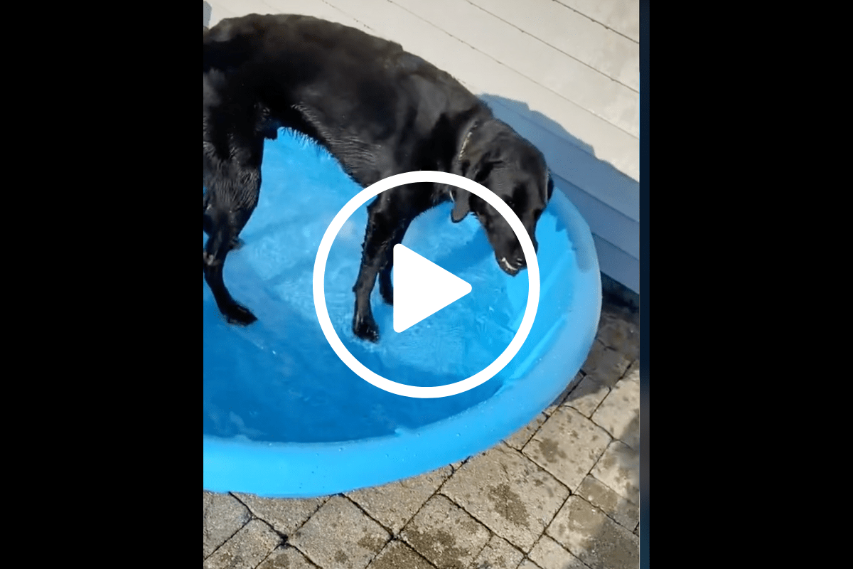 Watch Kai the Labradoodle Try His New Pool in Hilarious Video