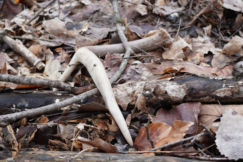 Michigan Shed Hunting