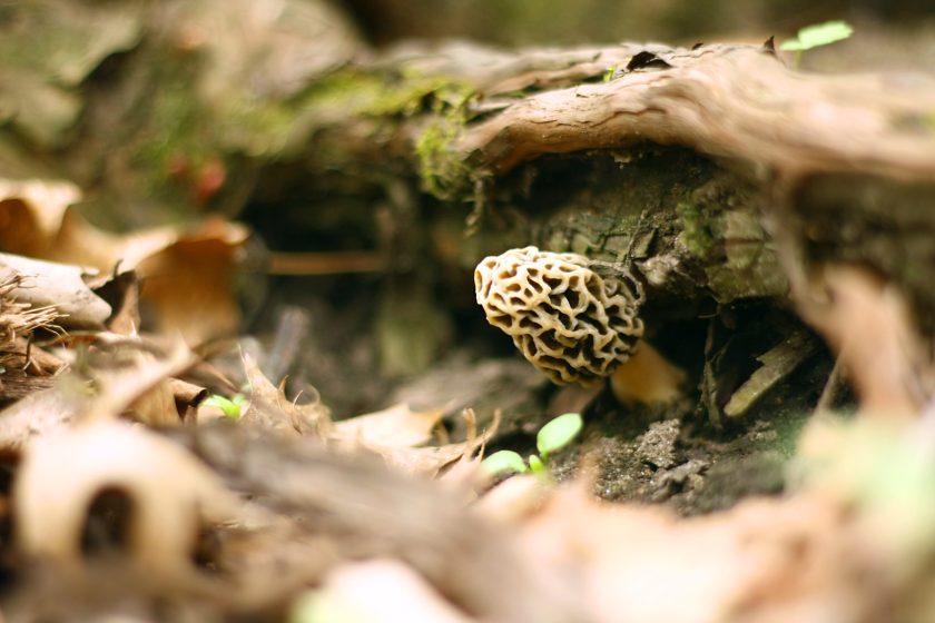 A small yellow Morel Mushroom is growing on the forest floor underneath some moss covered tree roots. Shallow Depth of Field.