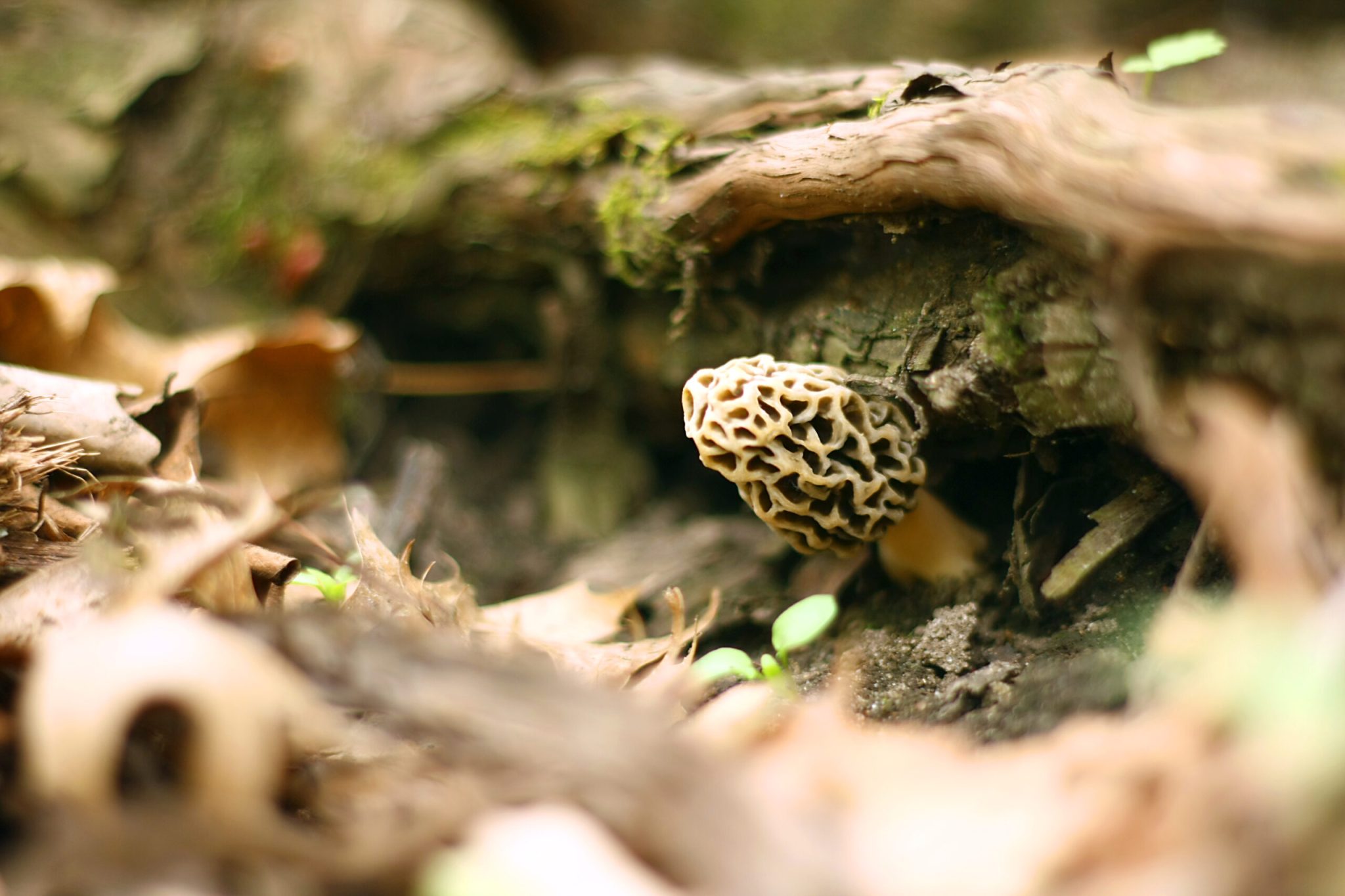 10 Best Places to Find Morel Mushrooms That Are Safe To Eat