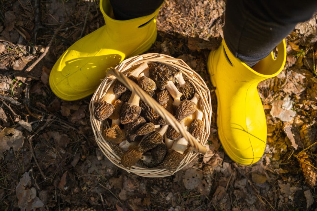 Morel mushroom hunting in the woods, collecting mushrooms in a basket