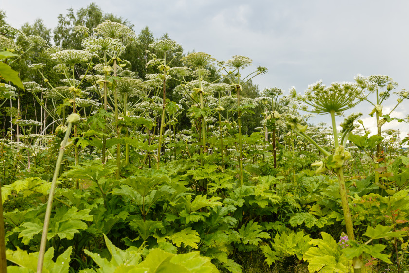 Poisonous Plants