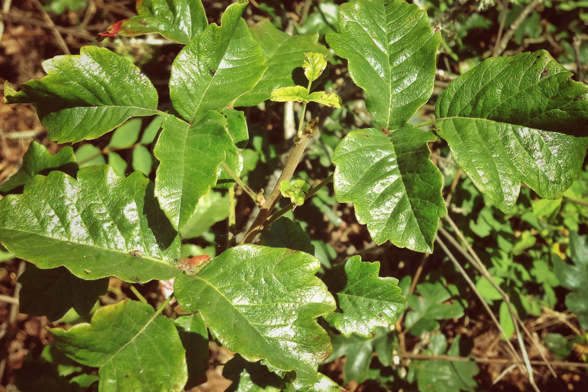 Poisonous Plants Other Than Ivy