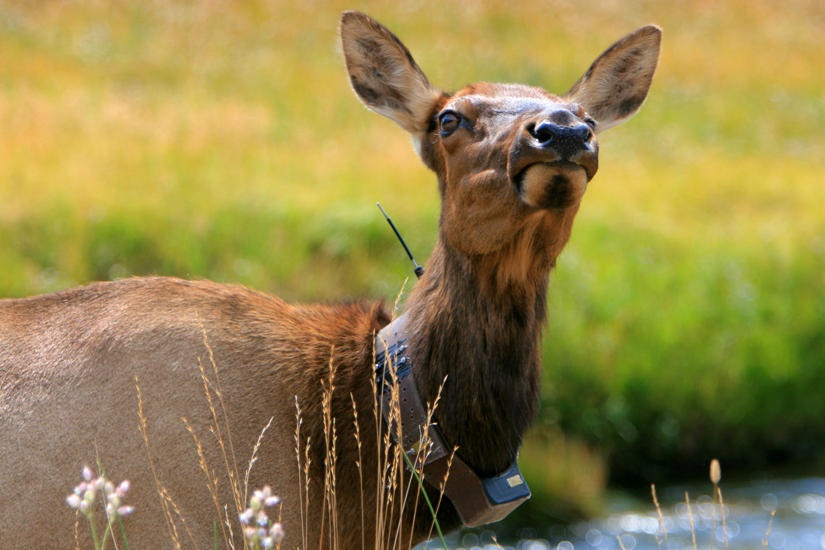 Radio Collared Game Animals
