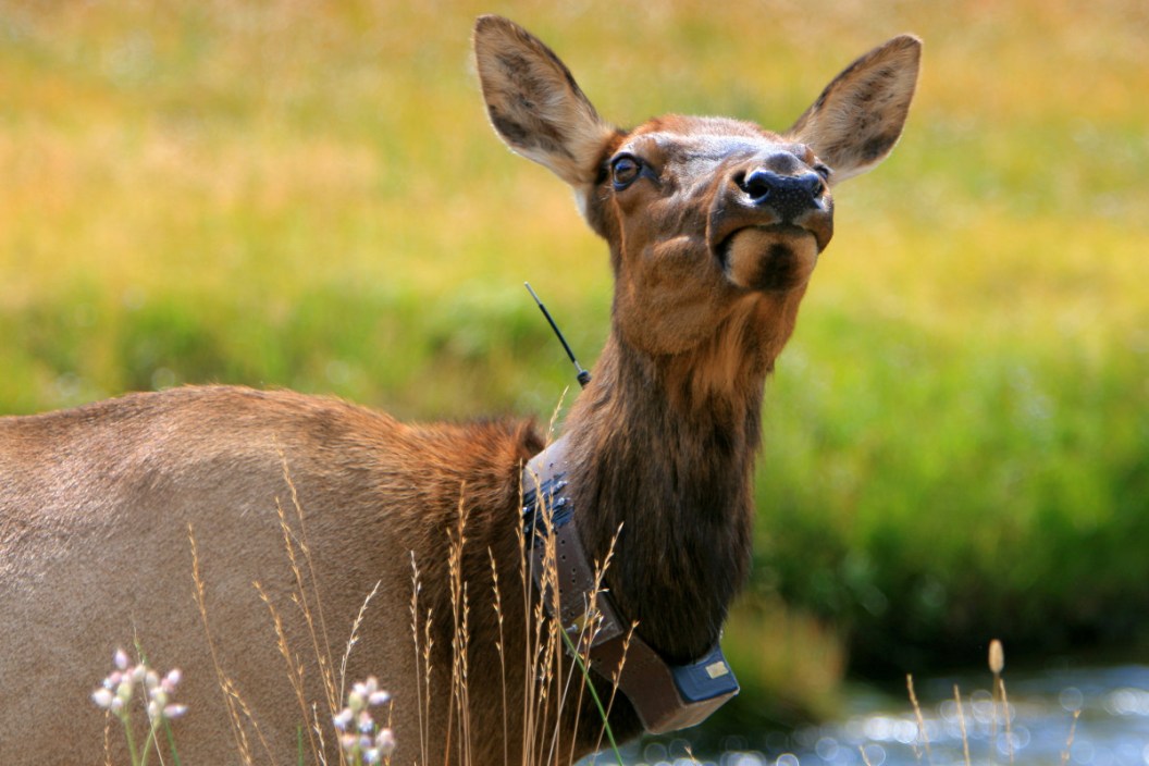 Radio Collared Game Animals