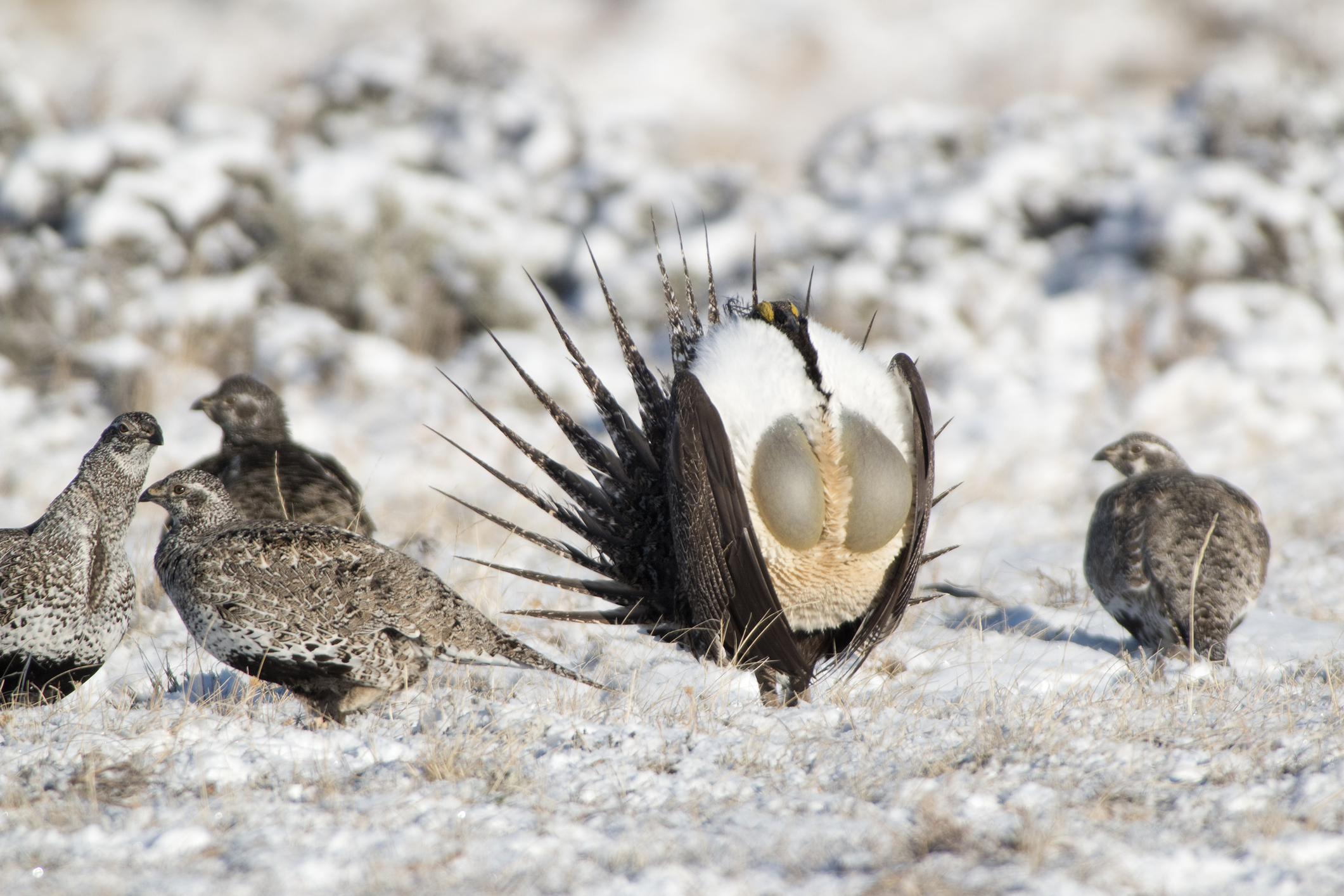 Extraordinary-Looking Birds