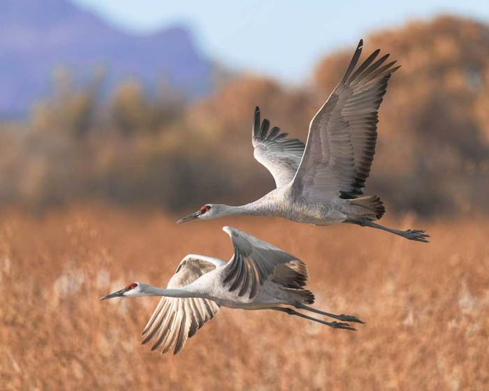 sandhill crane hunting states