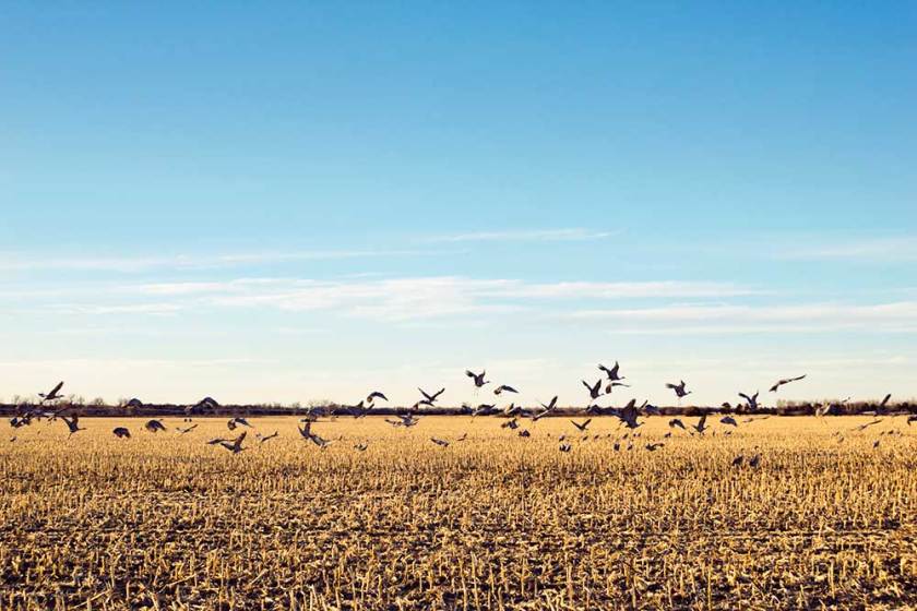 sandhill crane hunting states