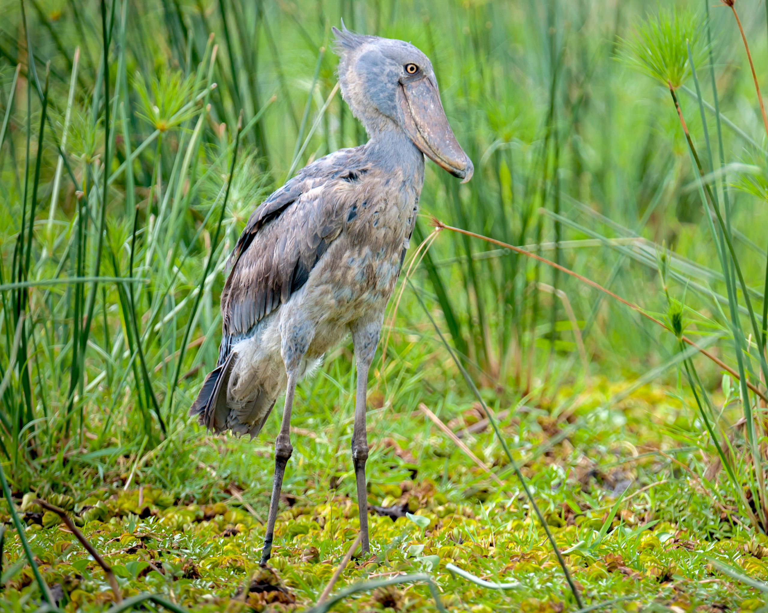 Extraordinary-Looking Birds