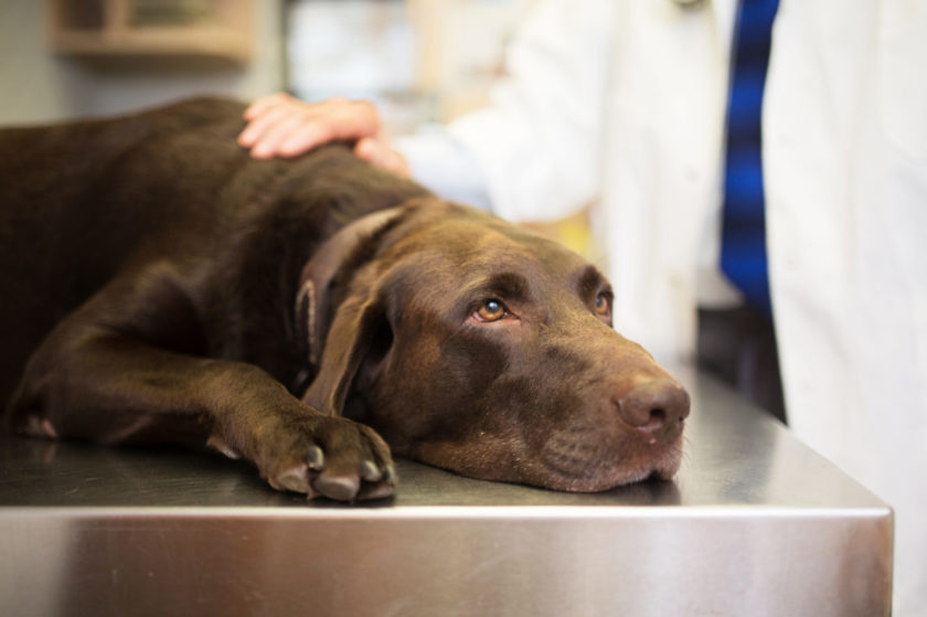 Vet and Labrador retriever