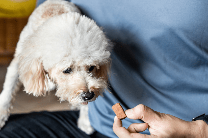 dog being fed a chewable heartworm medication