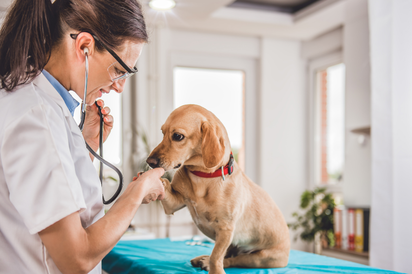 vet gives a dog a check up