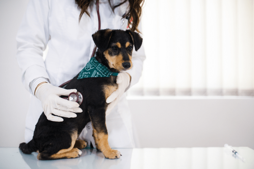 puppy sits on a table at the vet