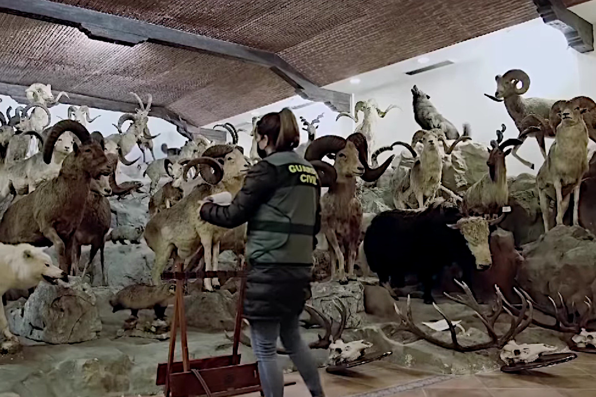 Taxidermy Collection