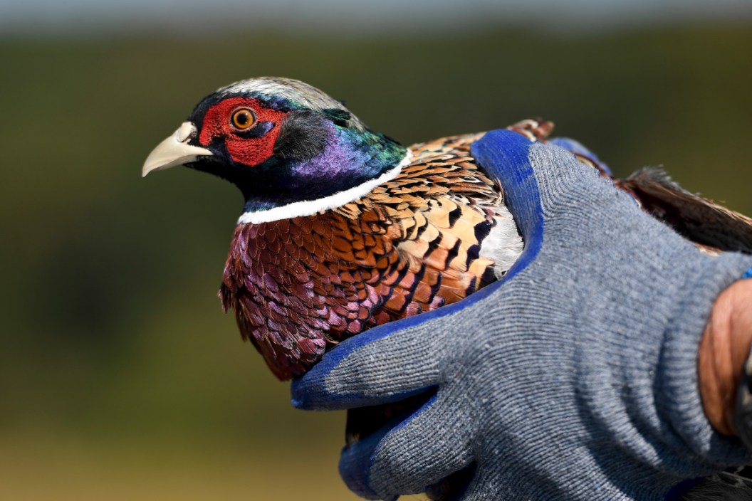 Texas Pheasant Avian Influenza