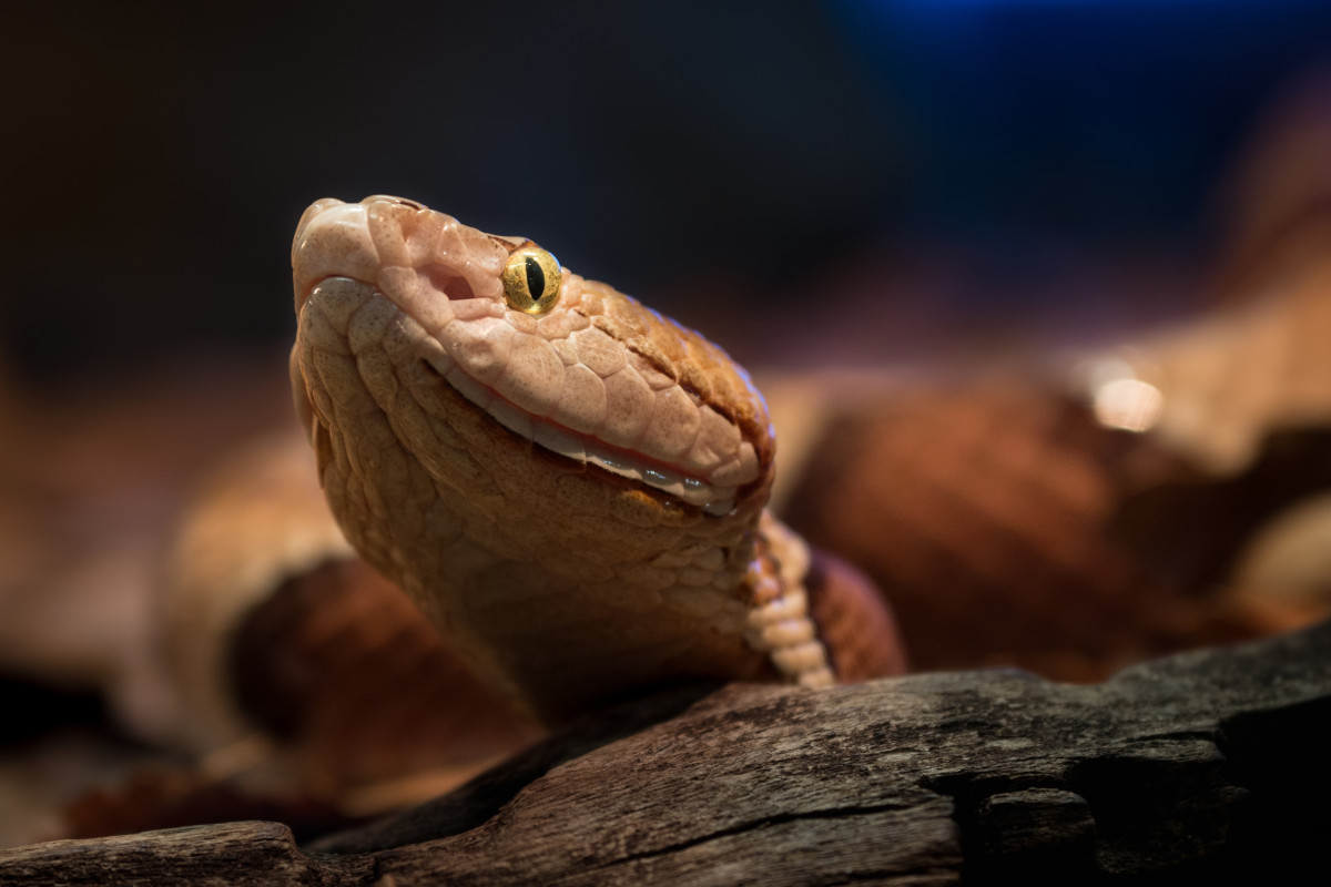 4 Key Lessons Hunters Can Learn from Snakes