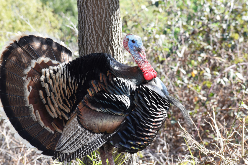 Turkey Subspecies