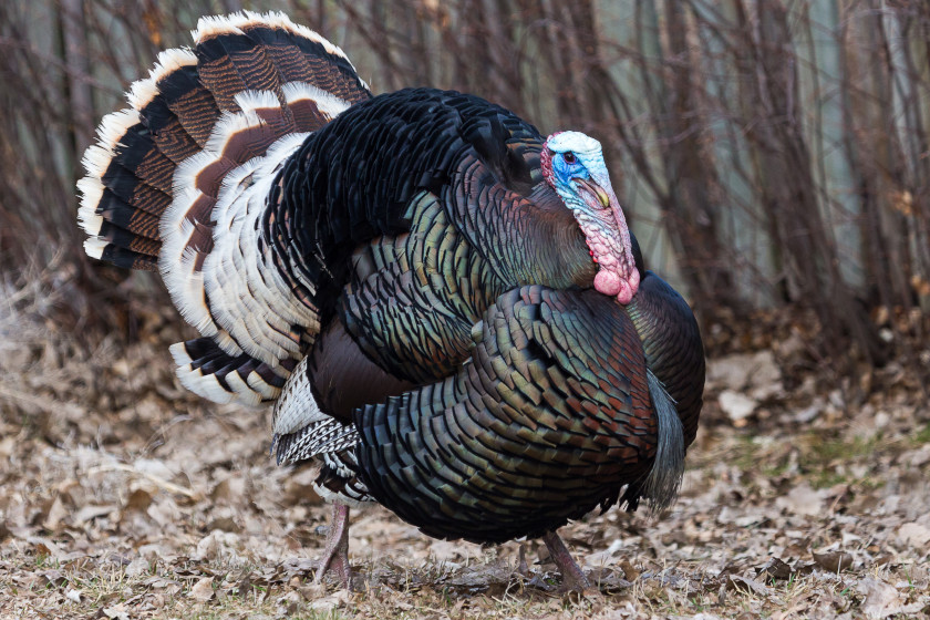 Turkey Subspecies