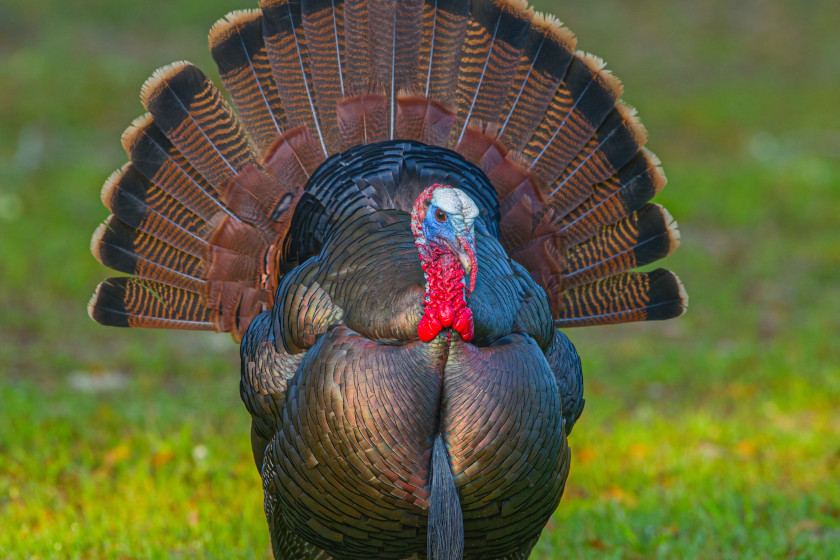 Turkey Subspecies