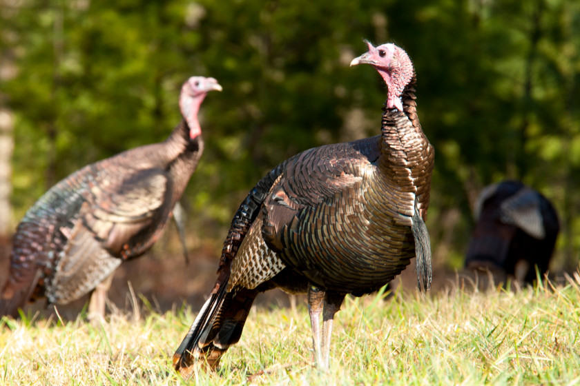 Turkey Subspecies