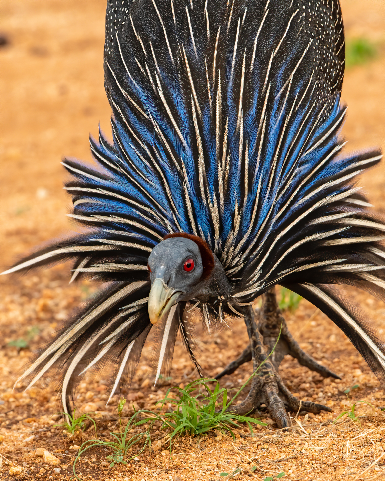 Extraordinary-Looking Birds