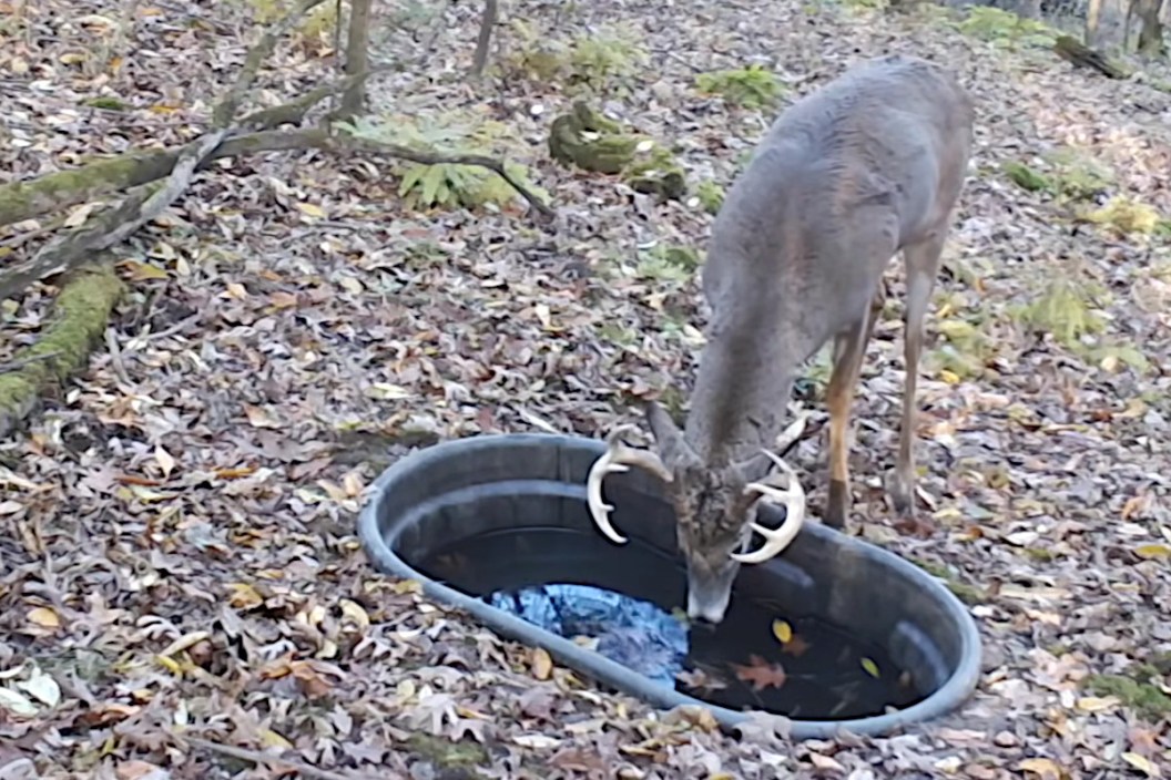 Waterhole for Deer