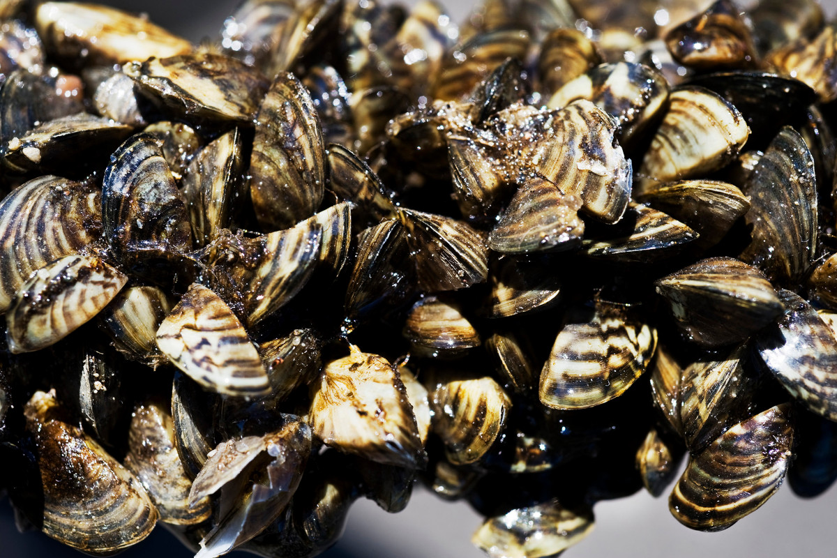 What Zebra Mussels Are and How Anglers Can Help with the Problem