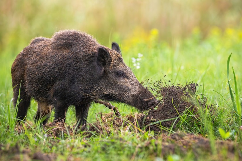 Wild boar, sus scrofa, digging in the ground with snout and throwing mud away on meadow in summer nature. Mammal with long dark fur searching for food on a field with green grass.