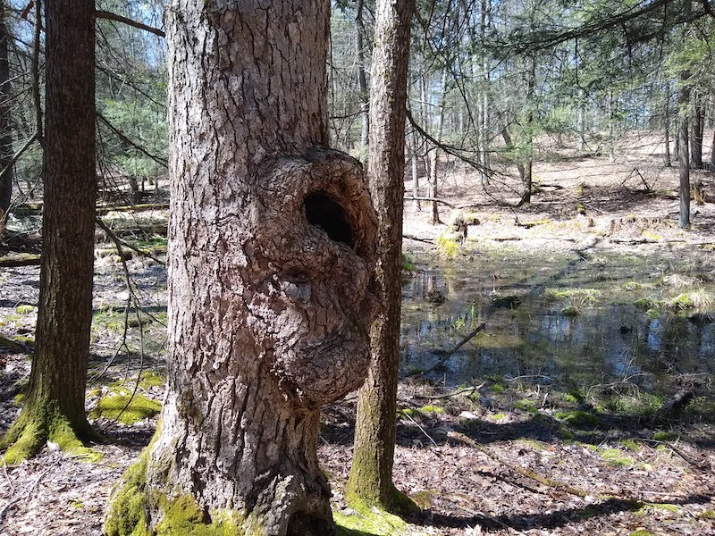 wood duck box