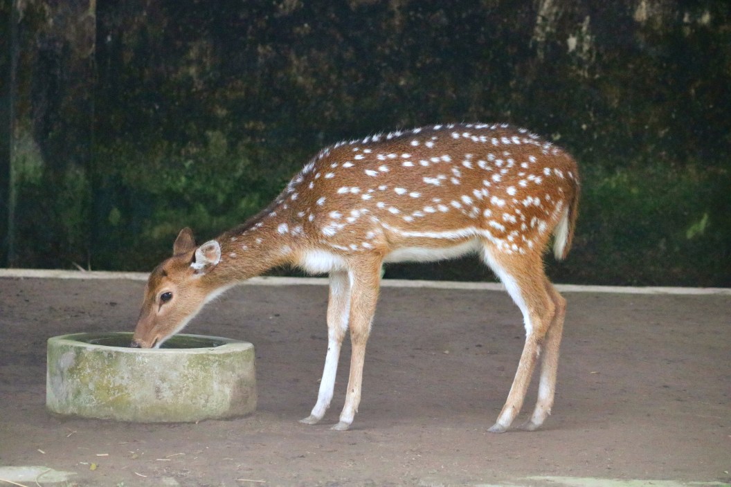 Deer drinking water out of a watering hole