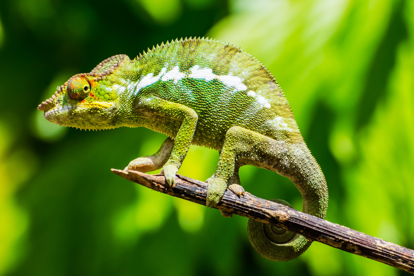 Chameleon lizard